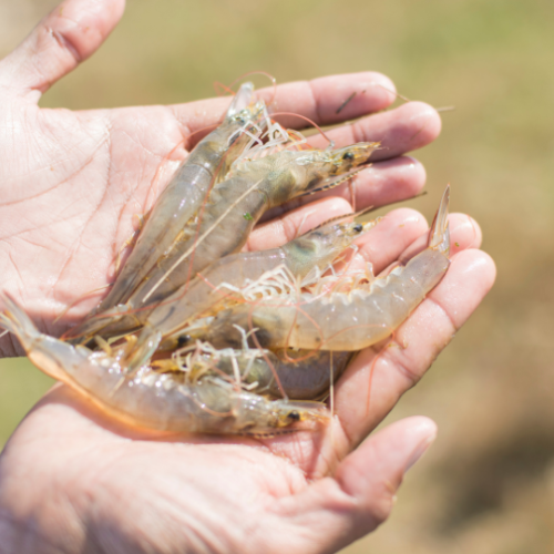Johor Biotech - Pertumbuhan Bioekonomi Johor | Johor Biotech Malaysia | Johor Biotech Agency | Agensi Bioteknologi Johor | Bioteknologi Johor Darul Ta’zim | Inisiatif Bioteknologi Johor | Pembangunan Bioteknologi Johor | Ekosistem Bioteknologi Johor | Pelaburan Bioteknologi Johor | Penyelidikan & Pembangunan Bioteknologi | R&D Bioteknologi Malaysia | Inovasi Bioteknologi Johor | Teknologi Bioindustri Johor | Bioteknologi Pertanian Johor | Bioteknologi Makanan Johor | Bioteknologi Kesihatan Johor | Bioekonomi Johor | Bioekonomi Malaysia | Pusat Bioteknologi Johor | Sokongan Industri Bioteknologi | Pemindahan Teknologi Bioteknologi | Komersialisasi Bioteknologi | Startup Bioteknologi Johor | PKS Bioteknologi Johor | Dana & Geran Bioteknologi | Pembangunan Industri Bio | Rantaian Nilai Bioteknologi | Hab Bioteknologi Selatan Malaysia | Bioteknologi Lestari Johor | Inovasi Sains Hayat Johor | Sains Hayat Malaysia | Penyelidikan Saintifik Johor | Kerjasama Industri & Akademia | Pemerkasaan Bioindustri | Teknologi Hijau & Bioteknologi | Bioteknologi Marin Johor | Bioteknologi Perladangan | Bioteknologi Akuakultur Johor | Bioteknologi Halal | Keselamatan Makanan Bioteknologi | Pembangunan Modal Insan Bioteknologi | Latihan & Inkubator Bioteknologi | Dasar Bioteknologi Johor | Agenda Inovasi Johor | Transformasi Ekonomi Johor | Bioteknologi Berimpak Tinggi | Teknologi Mampan Johor | Penyelidikan Berasaskan Inovasi | Agensi Pembangunan Bioteknologi | 柔佛生物科技机构 | 柔佛生物科技发展 | 马来西亚生物科技 | 柔佛生物经济 | 生物科技创新 | Johor Biotechnology Agency | Biotechnology Development Johor | Malaysia Biotechnology | Johor Bioeconomy | Biotechnology Innovation