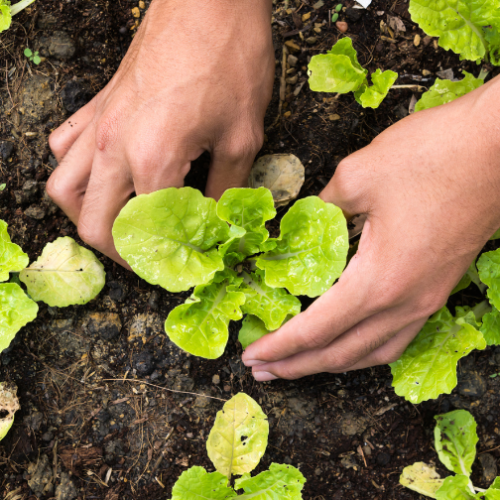 Johor Biotech - Pertumbuhan Bioekonomi Johor | Johor Biotech Malaysia | Johor Biotech Agency | Agensi Bioteknologi Johor | Bioteknologi Johor Darul Ta’zim | Inisiatif Bioteknologi Johor | Pembangunan Bioteknologi Johor | Ekosistem Bioteknologi Johor | Pelaburan Bioteknologi Johor | Penyelidikan & Pembangunan Bioteknologi | R&D Bioteknologi Malaysia | Inovasi Bioteknologi Johor | Teknologi Bioindustri Johor | Bioteknologi Pertanian Johor | Bioteknologi Makanan Johor | Bioteknologi Kesihatan Johor | Bioekonomi Johor | Bioekonomi Malaysia | Pusat Bioteknologi Johor | Sokongan Industri Bioteknologi | Pemindahan Teknologi Bioteknologi | Komersialisasi Bioteknologi | Startup Bioteknologi Johor | PKS Bioteknologi Johor | Dana & Geran Bioteknologi | Pembangunan Industri Bio | Rantaian Nilai Bioteknologi | Hab Bioteknologi Selatan Malaysia | Bioteknologi Lestari Johor | Inovasi Sains Hayat Johor | Sains Hayat Malaysia | Penyelidikan Saintifik Johor | Kerjasama Industri & Akademia | Pemerkasaan Bioindustri | Teknologi Hijau & Bioteknologi | Bioteknologi Marin Johor | Bioteknologi Perladangan | Bioteknologi Akuakultur Johor | Bioteknologi Halal | Keselamatan Makanan Bioteknologi | Pembangunan Modal Insan Bioteknologi | Latihan & Inkubator Bioteknologi | Dasar Bioteknologi Johor | Agenda Inovasi Johor | Transformasi Ekonomi Johor | Bioteknologi Berimpak Tinggi | Teknologi Mampan Johor | Penyelidikan Berasaskan Inovasi | Agensi Pembangunan Bioteknologi | 柔佛生物科技机构 | 柔佛生物科技发展 | 马来西亚生物科技 | 柔佛生物经济 | 生物科技创新 | Johor Biotechnology Agency | Biotechnology Development Johor | Malaysia Biotechnology | Johor Bioeconomy | Biotechnology Innovation