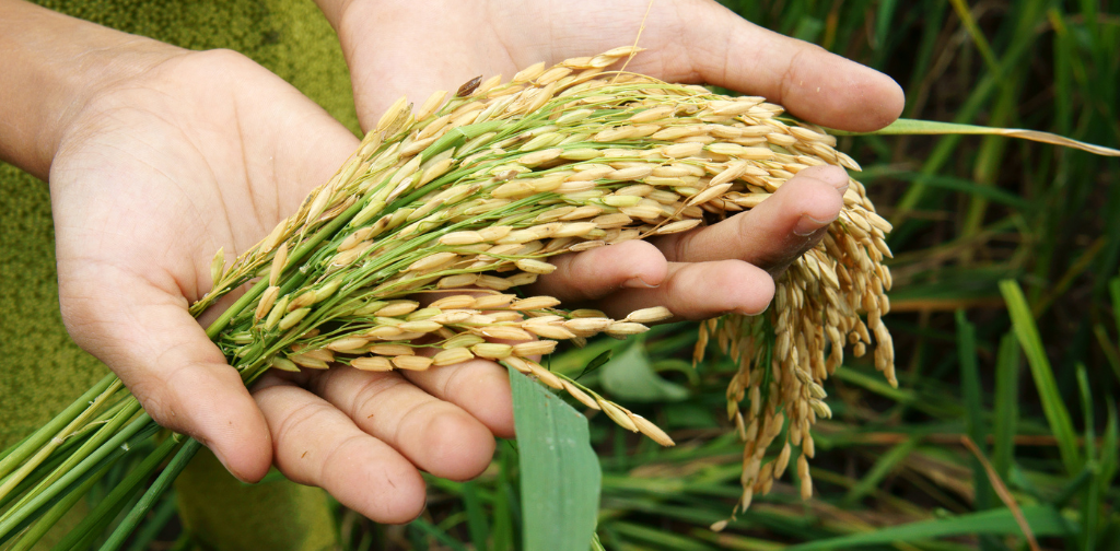 Johor Biotech - Pertumbuhan Bioekonomi Johor | Johor Biotech Malaysia | Johor Biotech Agency | Agensi Bioteknologi Johor | Bioteknologi Johor Darul Ta’zim | Inisiatif Bioteknologi Johor | Pembangunan Bioteknologi Johor | Ekosistem Bioteknologi Johor | Pelaburan Bioteknologi Johor | Penyelidikan & Pembangunan Bioteknologi | R&D Bioteknologi Malaysia | Inovasi Bioteknologi Johor | Teknologi Bioindustri Johor | Bioteknologi Pertanian Johor | Bioteknologi Makanan Johor | Bioteknologi Kesihatan Johor | Bioekonomi Johor | Bioekonomi Malaysia | Pusat Bioteknologi Johor | Sokongan Industri Bioteknologi | Pemindahan Teknologi Bioteknologi | Komersialisasi Bioteknologi | Startup Bioteknologi Johor | PKS Bioteknologi Johor | Dana & Geran Bioteknologi | Pembangunan Industri Bio | Rantaian Nilai Bioteknologi | Hab Bioteknologi Selatan Malaysia | Bioteknologi Lestari Johor | Inovasi Sains Hayat Johor | Sains Hayat Malaysia | Penyelidikan Saintifik Johor | Kerjasama Industri & Akademia | Pemerkasaan Bioindustri | Teknologi Hijau & Bioteknologi | Bioteknologi Marin Johor | Bioteknologi Perladangan | Bioteknologi Akuakultur Johor | Bioteknologi Halal | Keselamatan Makanan Bioteknologi | Pembangunan Modal Insan Bioteknologi | Latihan & Inkubator Bioteknologi | Dasar Bioteknologi Johor | Agenda Inovasi Johor | Transformasi Ekonomi Johor | Bioteknologi Berimpak Tinggi | Teknologi Mampan Johor | Penyelidikan Berasaskan Inovasi | Agensi Pembangunan Bioteknologi | 柔佛生物科技机构 | 柔佛生物科技发展 | 马来西亚生物科技 | 柔佛生物经济 | 生物科技创新 | Johor Biotechnology Agency | Biotechnology Development Johor | Malaysia Biotechnology | Johor Bioeconomy | Biotechnology Innovation