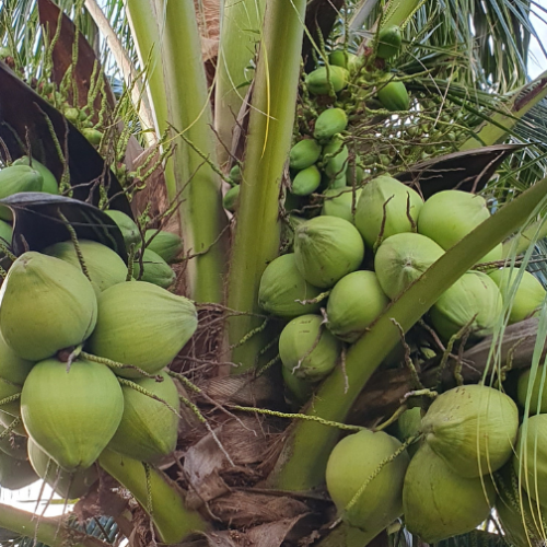 Johor Biotech - Pertumbuhan Bioekonomi Johor | Johor Biotech Malaysia | Johor Biotech Agency | Agensi Bioteknologi Johor | Bioteknologi Johor Darul Ta’zim | Inisiatif Bioteknologi Johor | Pembangunan Bioteknologi Johor | Ekosistem Bioteknologi Johor | Pelaburan Bioteknologi Johor | Penyelidikan & Pembangunan Bioteknologi | R&D Bioteknologi Malaysia | Inovasi Bioteknologi Johor | Teknologi Bioindustri Johor | Bioteknologi Pertanian Johor | Bioteknologi Makanan Johor | Bioteknologi Kesihatan Johor | Bioekonomi Johor | Bioekonomi Malaysia | Pusat Bioteknologi Johor | Sokongan Industri Bioteknologi | Pemindahan Teknologi Bioteknologi | Komersialisasi Bioteknologi | Startup Bioteknologi Johor | PKS Bioteknologi Johor | Dana & Geran Bioteknologi | Pembangunan Industri Bio | Rantaian Nilai Bioteknologi | Hab Bioteknologi Selatan Malaysia | Bioteknologi Lestari Johor | Inovasi Sains Hayat Johor | Sains Hayat Malaysia | Penyelidikan Saintifik Johor | Kerjasama Industri & Akademia | Pemerkasaan Bioindustri | Teknologi Hijau & Bioteknologi | Bioteknologi Marin Johor | Bioteknologi Perladangan | Bioteknologi Akuakultur Johor | Bioteknologi Halal | Keselamatan Makanan Bioteknologi | Pembangunan Modal Insan Bioteknologi | Latihan & Inkubator Bioteknologi | Dasar Bioteknologi Johor | Agenda Inovasi Johor | Transformasi Ekonomi Johor | Bioteknologi Berimpak Tinggi | Teknologi Mampan Johor | Penyelidikan Berasaskan Inovasi | Agensi Pembangunan Bioteknologi | 柔佛生物科技机构 | 柔佛生物科技发展 | 马来西亚生物科技 | 柔佛生物经济 | 生物科技创新 | Johor Biotechnology Agency | Biotechnology Development Johor | Malaysia Biotechnology | Johor Bioeconomy | Biotechnology Innovation