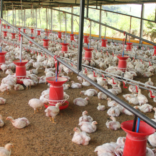 Johor Biotech - Pertumbuhan Bioekonomi Johor | Johor Biotech Malaysia | Johor Biotech Agency | Agensi Bioteknologi Johor | Bioteknologi Johor Darul Ta’zim | Inisiatif Bioteknologi Johor | Pembangunan Bioteknologi Johor | Ekosistem Bioteknologi Johor | Pelaburan Bioteknologi Johor | Penyelidikan & Pembangunan Bioteknologi | R&D Bioteknologi Malaysia | Inovasi Bioteknologi Johor | Teknologi Bioindustri Johor | Bioteknologi Pertanian Johor | Bioteknologi Makanan Johor | Bioteknologi Kesihatan Johor | Bioekonomi Johor | Bioekonomi Malaysia | Pusat Bioteknologi Johor | Sokongan Industri Bioteknologi | Pemindahan Teknologi Bioteknologi | Komersialisasi Bioteknologi | Startup Bioteknologi Johor | PKS Bioteknologi Johor | Dana & Geran Bioteknologi | Pembangunan Industri Bio | Rantaian Nilai Bioteknologi | Hab Bioteknologi Selatan Malaysia | Bioteknologi Lestari Johor | Inovasi Sains Hayat Johor | Sains Hayat Malaysia | Penyelidikan Saintifik Johor | Kerjasama Industri & Akademia | Pemerkasaan Bioindustri | Teknologi Hijau & Bioteknologi | Bioteknologi Marin Johor | Bioteknologi Perladangan | Bioteknologi Akuakultur Johor | Bioteknologi Halal | Keselamatan Makanan Bioteknologi | Pembangunan Modal Insan Bioteknologi | Latihan & Inkubator Bioteknologi | Dasar Bioteknologi Johor | Agenda Inovasi Johor | Transformasi Ekonomi Johor | Bioteknologi Berimpak Tinggi | Teknologi Mampan Johor | Penyelidikan Berasaskan Inovasi | Agensi Pembangunan Bioteknologi | 柔佛生物科技机构 | 柔佛生物科技发展 | 马来西亚生物科技 | 柔佛生物经济 | 生物科技创新 | Johor Biotechnology Agency | Biotechnology Development Johor | Malaysia Biotechnology | Johor Bioeconomy | Biotechnology Innovation